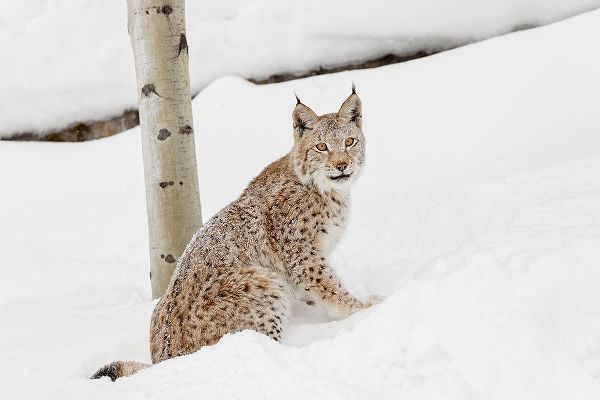 Siberian lynx in winter-Lynx lynx Wrangel controlled situation